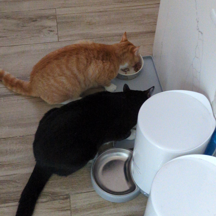 Cat Sitter From Italy With Love photo 3