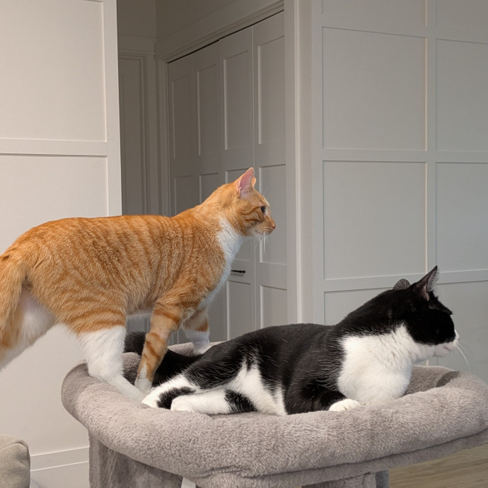 Cat Sitter From Italy With Love photo 2