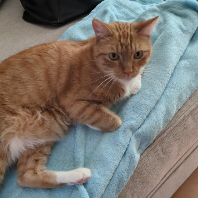 Cat Sitter From Italy With Love