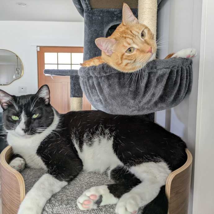 Cat Sitter From Italy With Love photo 2