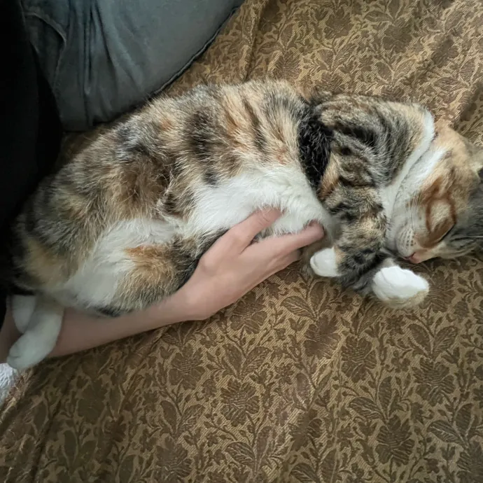 Alex's Conscientious Cat Care