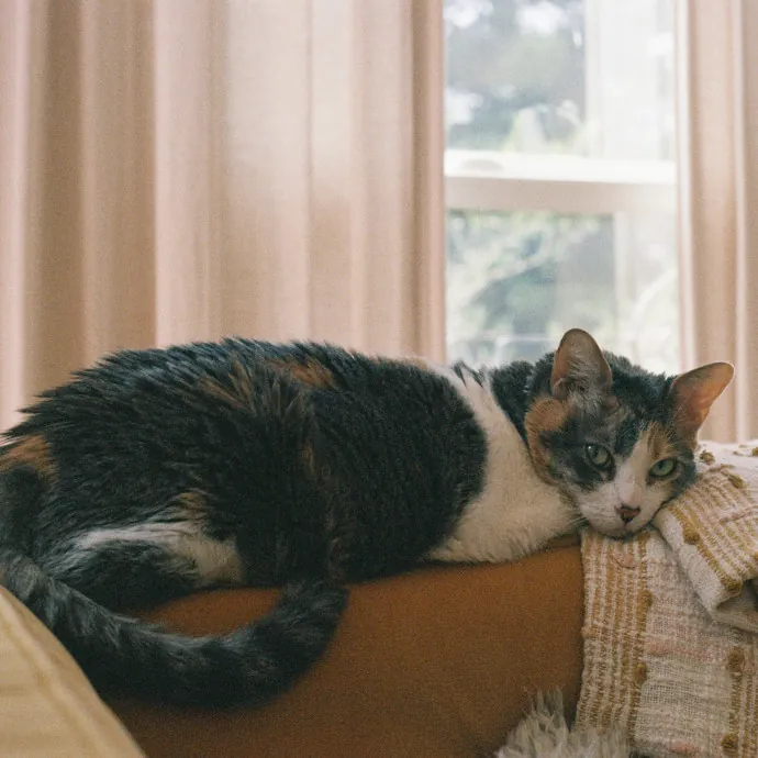 Alex's Conscientious Cat Care