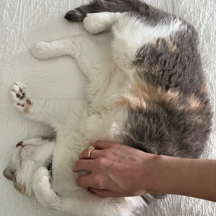 Alex's Conscientious Cat Care