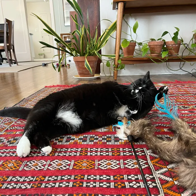 Alex's Conscientious Cat Care