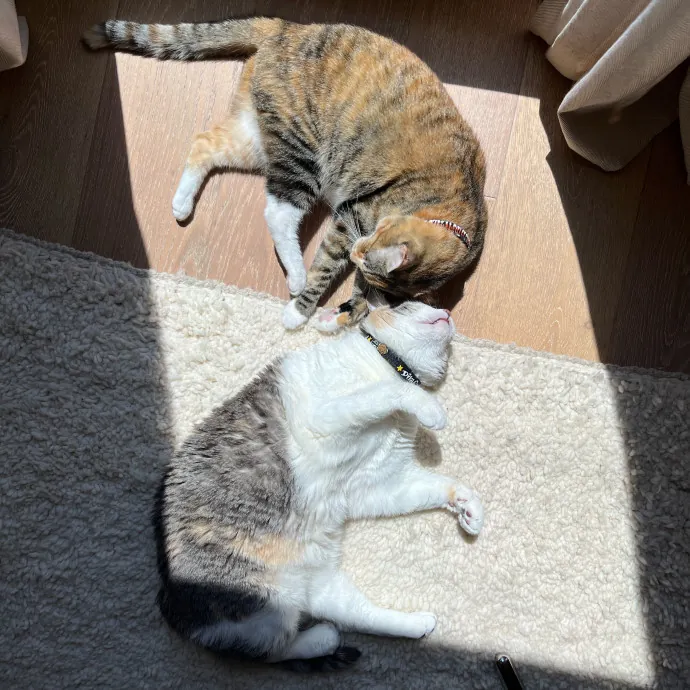 Alex's Conscientious Cat Care