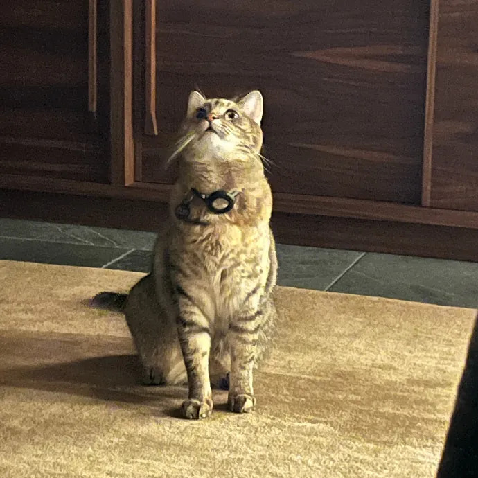 Alex's Conscientious Cat Care