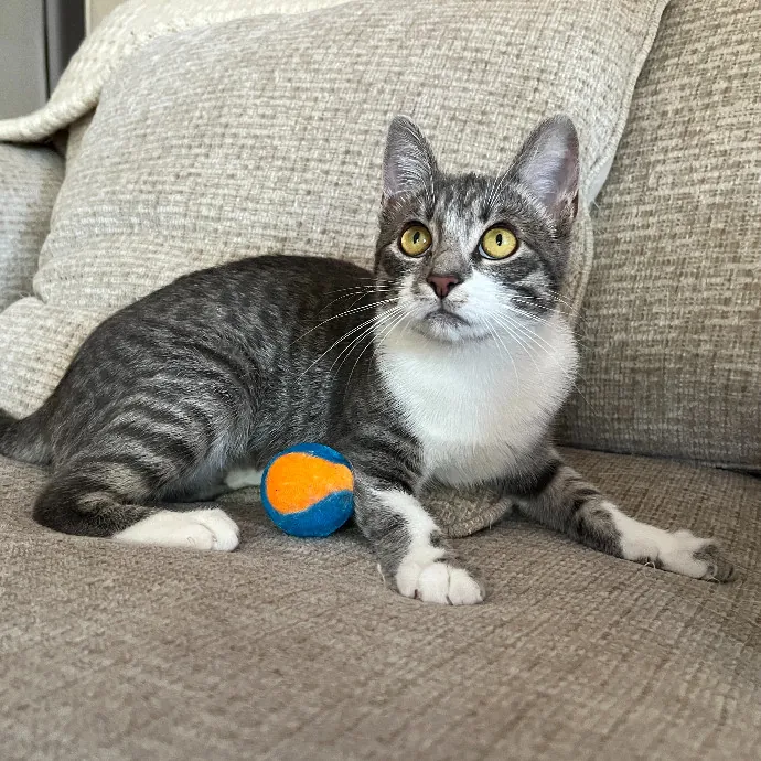 Alex's Conscientious Cat Care