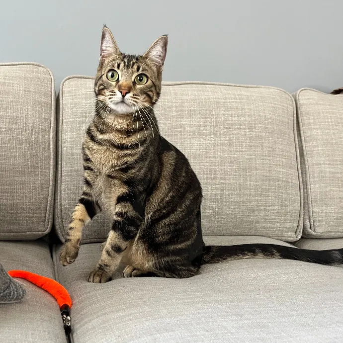 Alex's Conscientious Cat Care