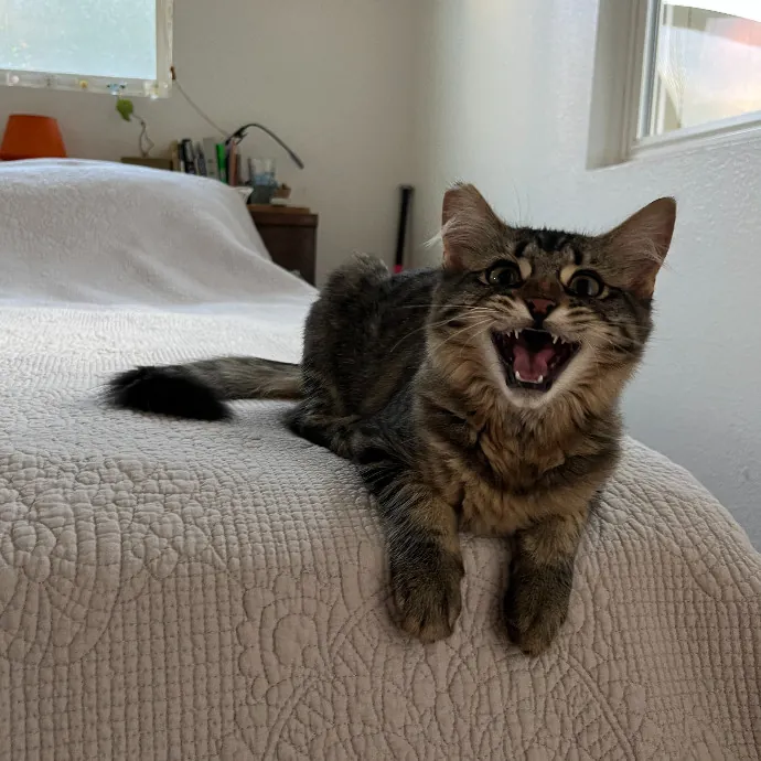 Alex's Conscientious Cat Care