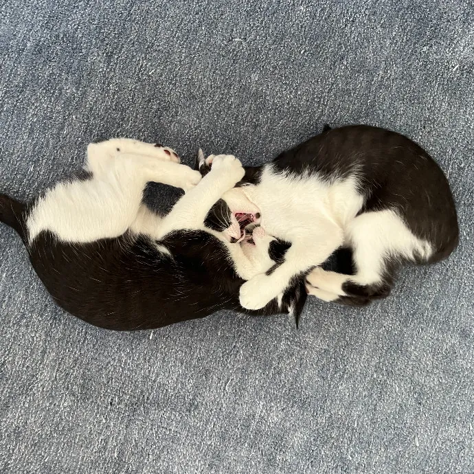 Alex's Conscientious Cat Care