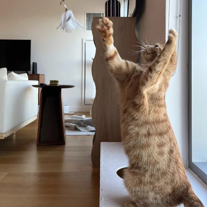 Alex's Conscientious Cat Care