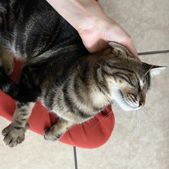 Alex's Conscientious Cat Care