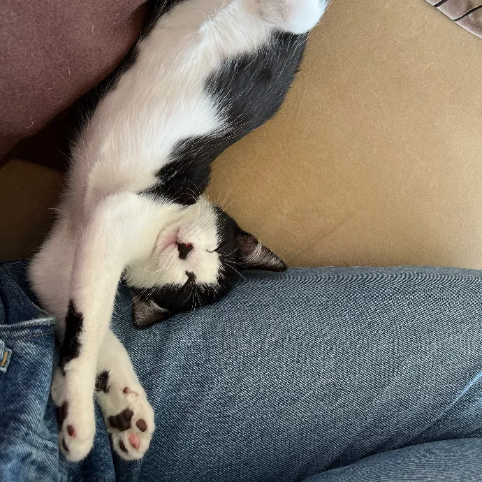 Alex's Conscientious Cat Care