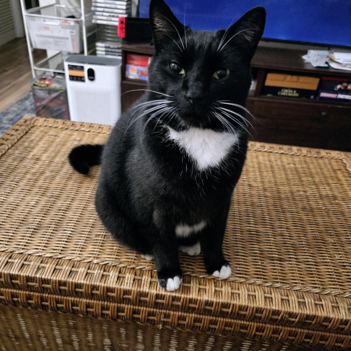 Your Cat's New Favorite Human 