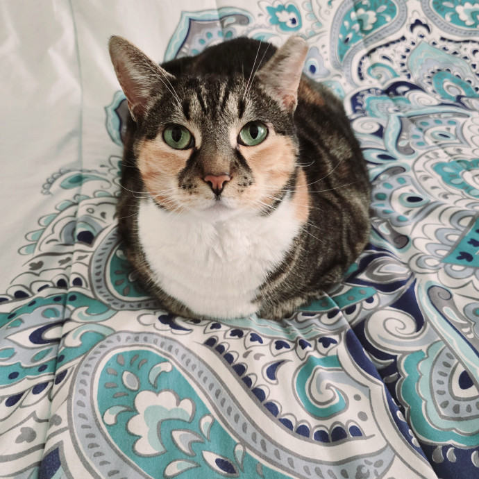 Your Cat's New Favorite Human 