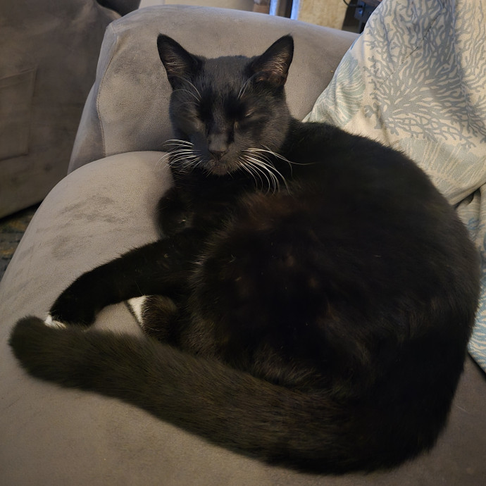Your Cat's New Favorite Human  photo 3