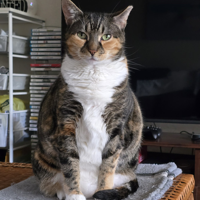 Your Cat's New Favorite Human  photo 2