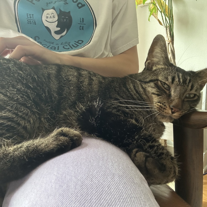 Cats Rule