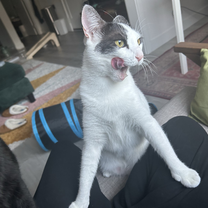 Cats Rule