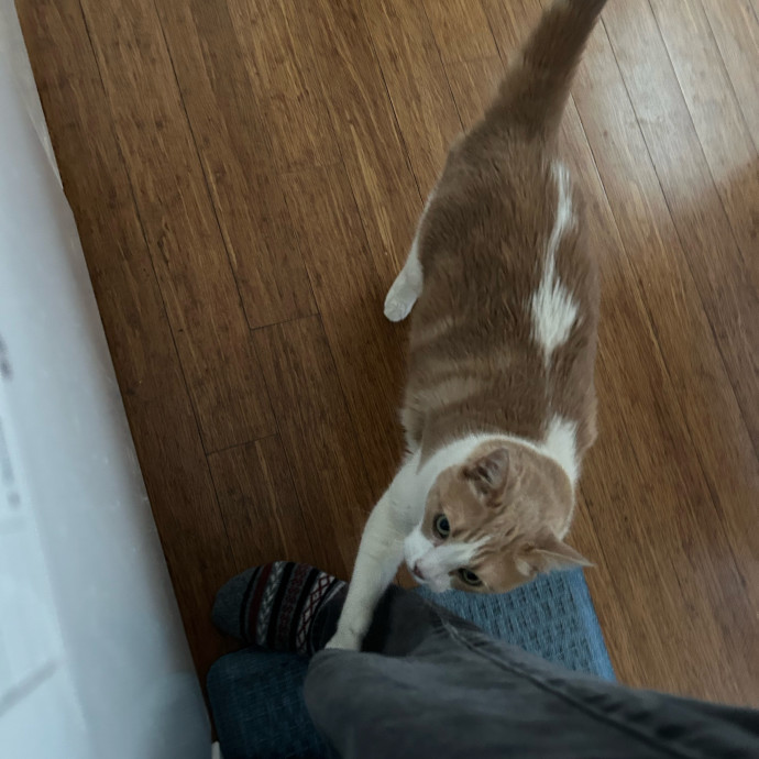 Cats Rule