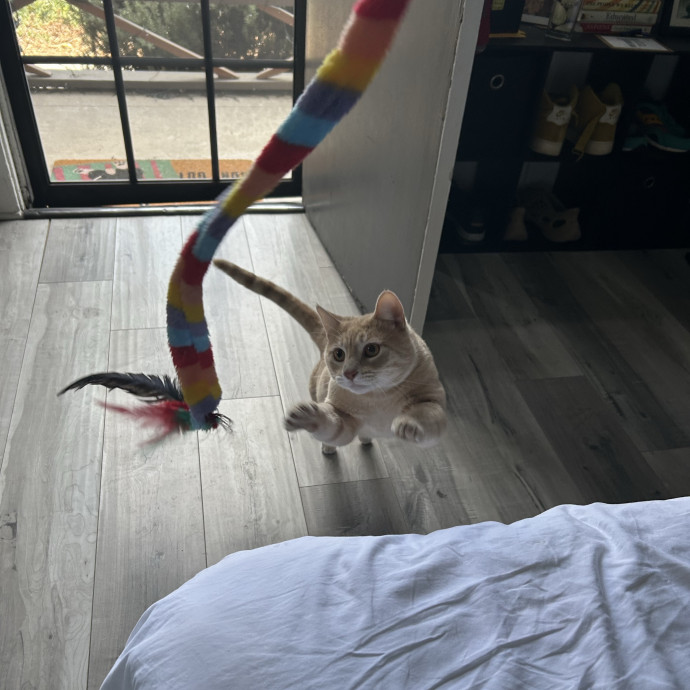 Cats Rule