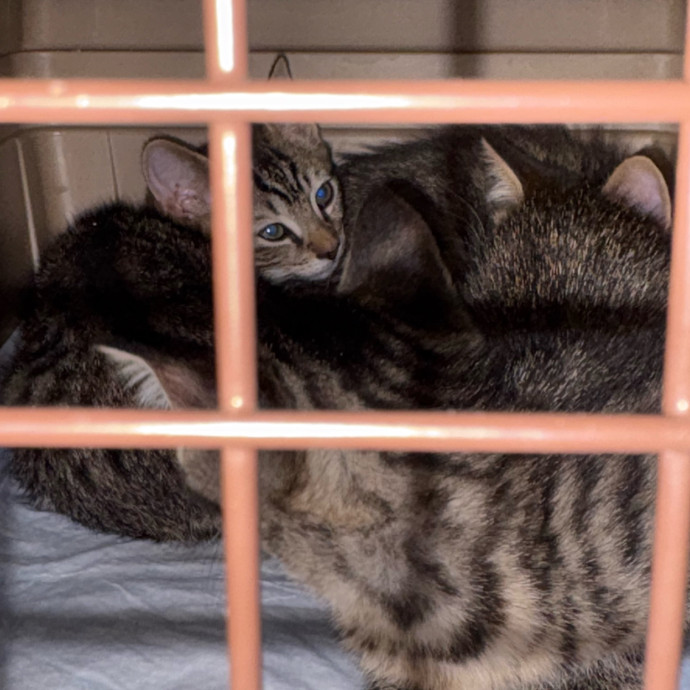 Dedicated Cat-Sitter And Cat Rescuer