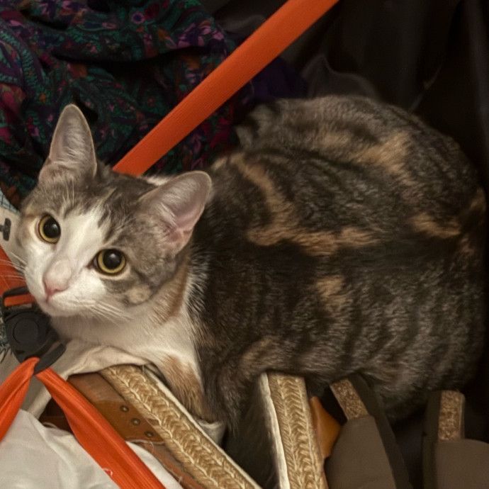 Dedicated Cat-Sitter And Cat Rescuer