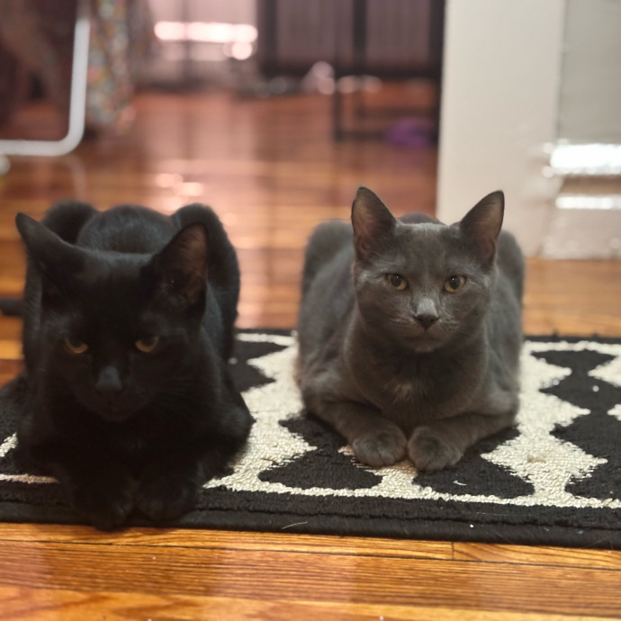Dedicated Cat-Sitter And Cat Rescuer