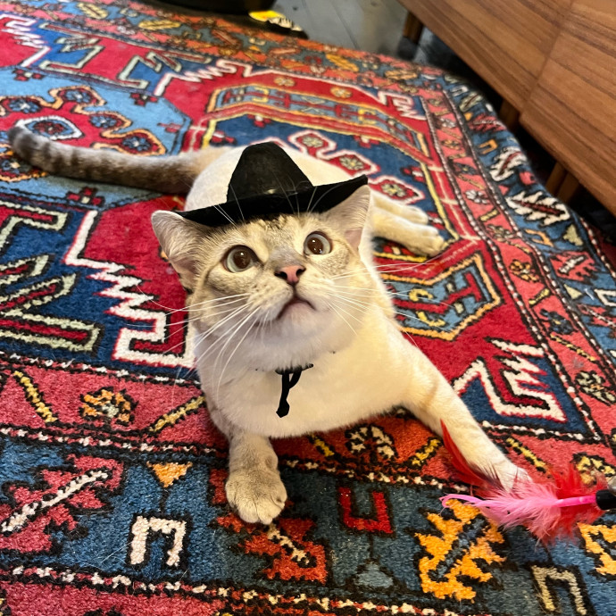 Dedicated Cat-Sitter And Cat Rescuer