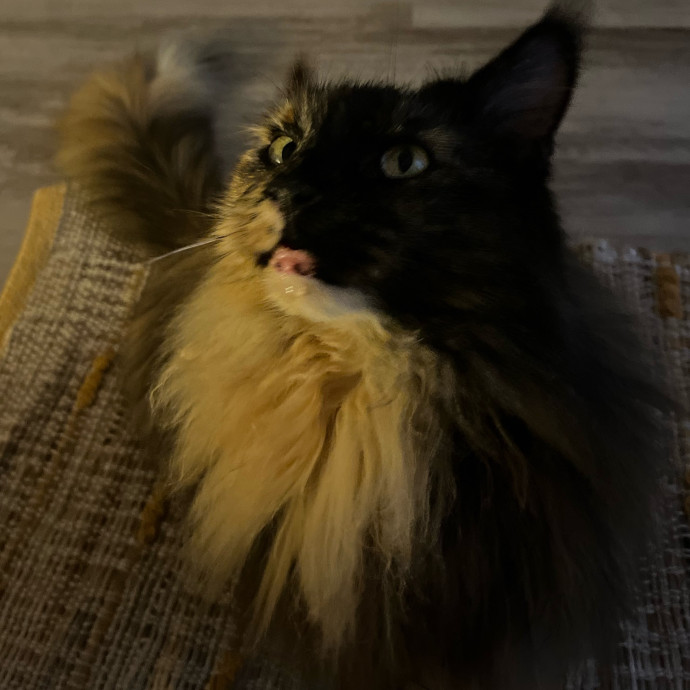 Dedicated Cat-Sitter And Cat Rescuer
