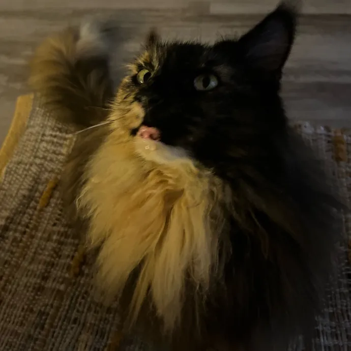 Dedicated Cat-Sitter And Cat Rescuer