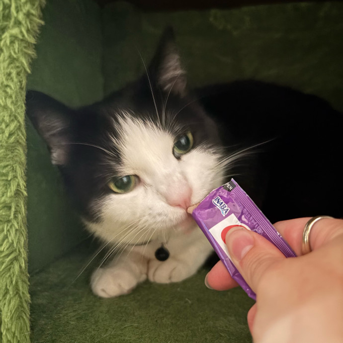 Dedicated Cat-Sitter And Cat Rescuer