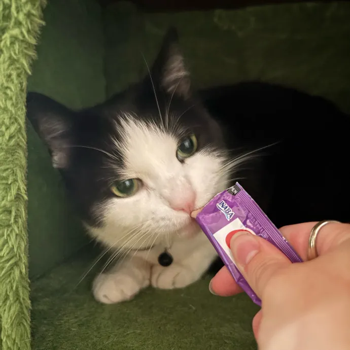 Dedicated Cat-Sitter And Cat Rescuer