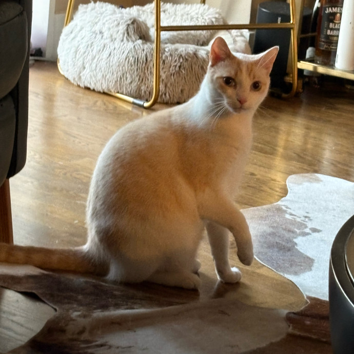 Dedicated Cat-Sitter And Cat Rescuer