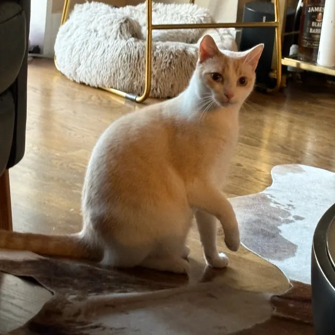 Dedicated Cat-Sitter And Cat Rescuer