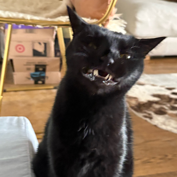Dedicated Cat-Sitter And Cat Rescuer
