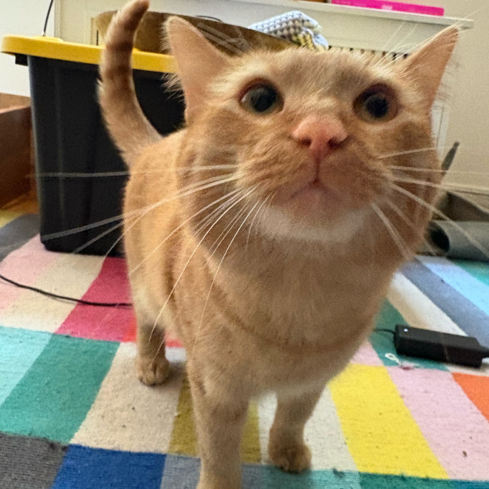 Dedicated Cat-Sitter And Cat Rescuer