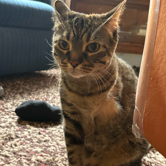 Dedicated Cat-Sitter And Cat Rescuer