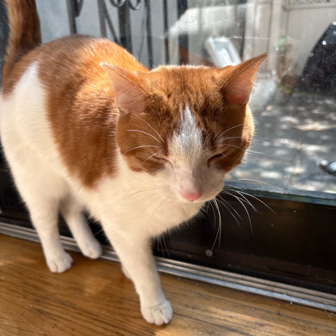 Dedicated Cat-Sitter And Cat Rescuer