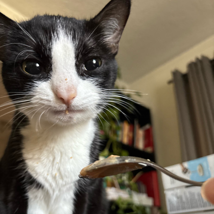 Dedicated Cat-Sitter And Cat Rescuer