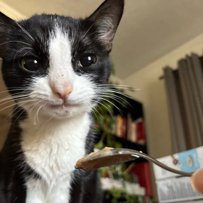 Dedicated Cat-Sitter And Cat Rescuer