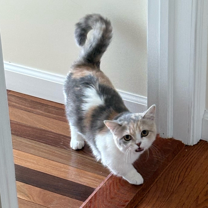 Dedicated Cat-Sitter And Cat Rescuer