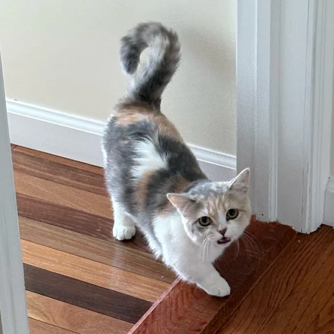 Dedicated Cat-Sitter And Cat Rescuer