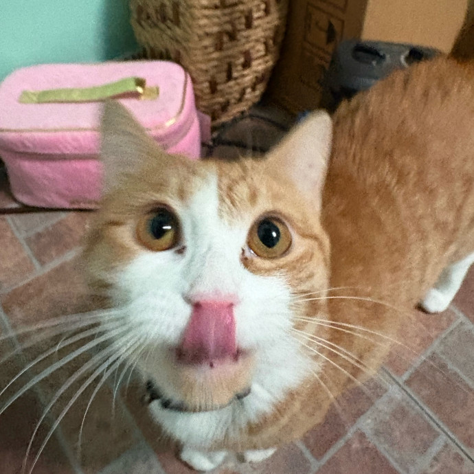 Dedicated Cat-Sitter And Cat Rescuer