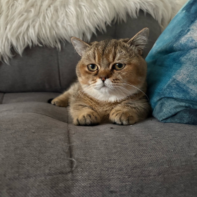 Dedicated Cat-Sitter And Cat Rescuer