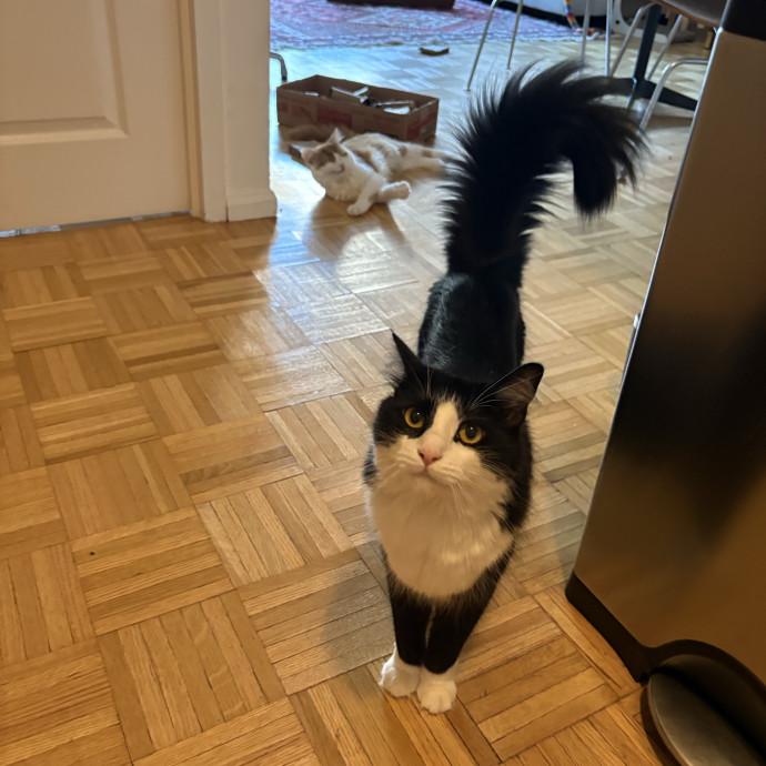 Dedicated Cat-Sitter And Cat Rescuer