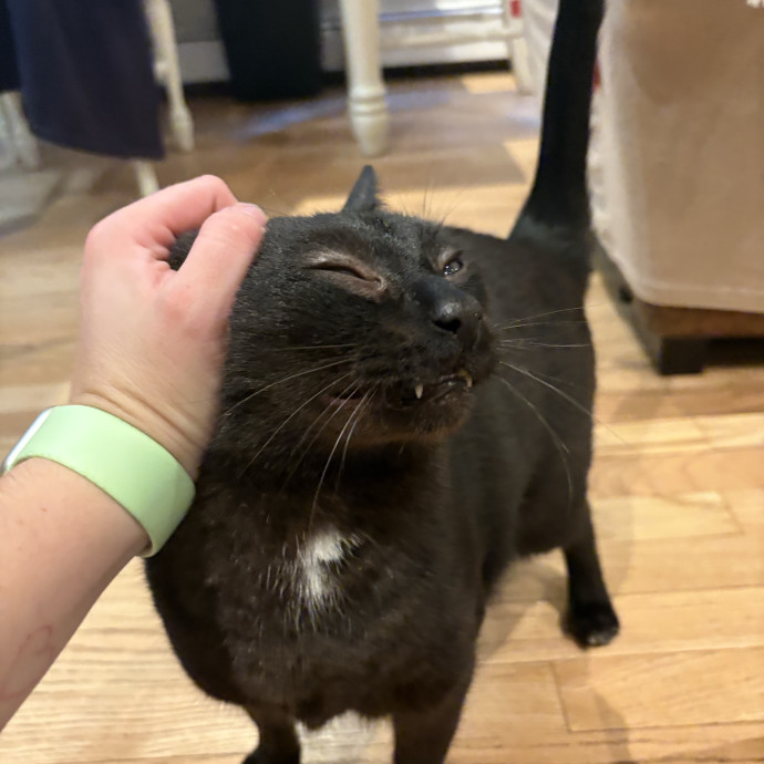 Dedicated Cat-Sitter And Cat Rescuer