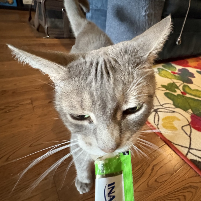 Dedicated Cat-Sitter And Cat Rescuer