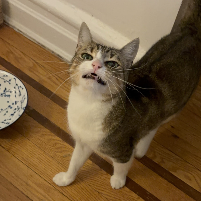 Dedicated Cat-Sitter And Cat Rescuer photo 3