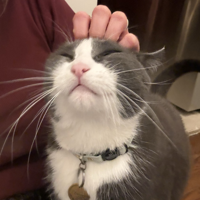 Dedicated Cat-Sitter And Cat Rescuer photo 2